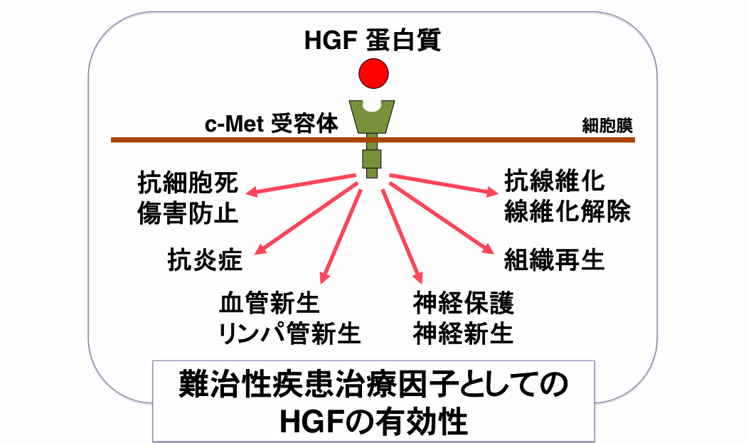 HGFの作用