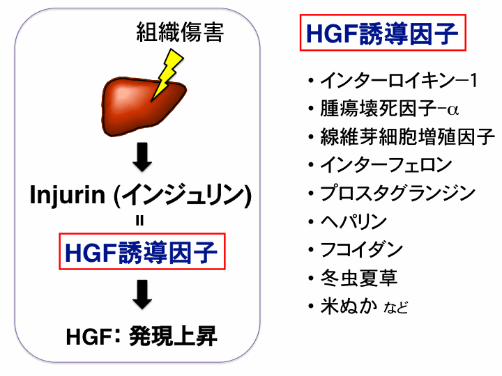傷害-HGF誘導因子