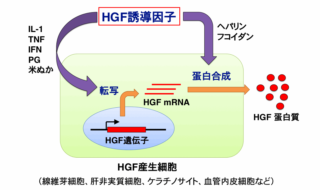 HGF誘導因子の作用