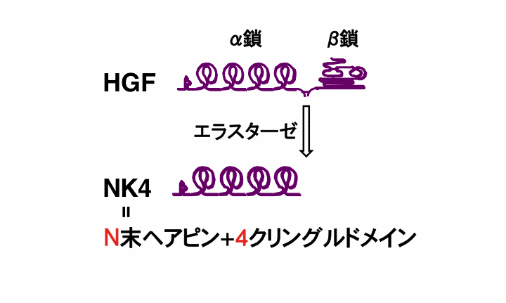 NK4